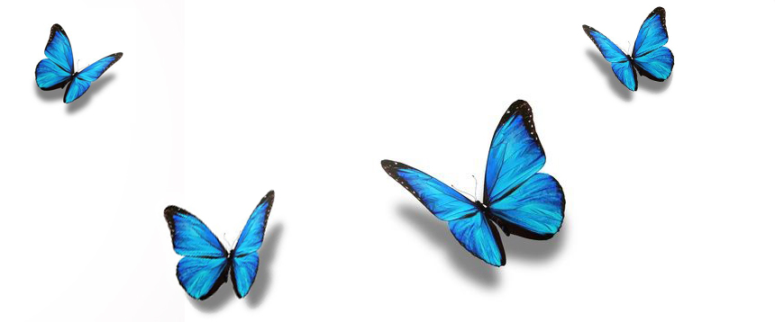 Butterflies_Banner